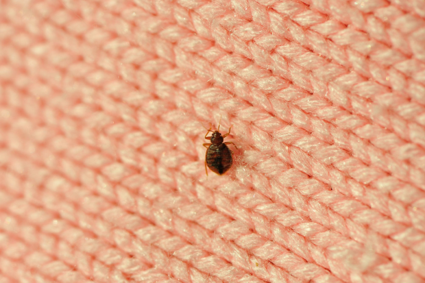 Bed-Bug-Treatment- Orangevale Best Pest Pros | Orangevale, CA