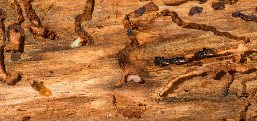 Is Your Home at Risk for Termite Damage - Orangevale Best Pest Pros | Orangevale, CA
