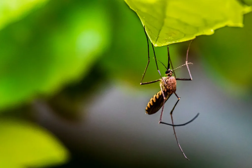 Mosquito-Control-for-Every-Outdoor-Space - Orangevale Best Pest Pros | Orangevale, CA