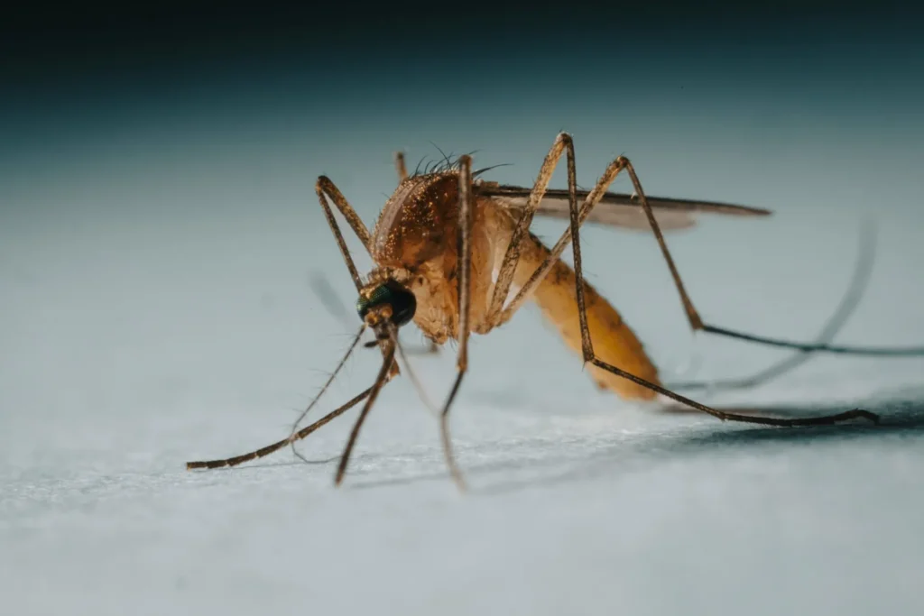 Protect Your Family from Mosquito-Borne-Diseases - Orangevale Best Pest Pros | Orangevale, CA