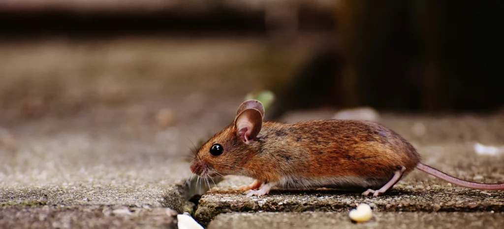 Residential-Commercial-Rodent-Solutions - Orangevale Best Pest Pros | Orangevale, CA