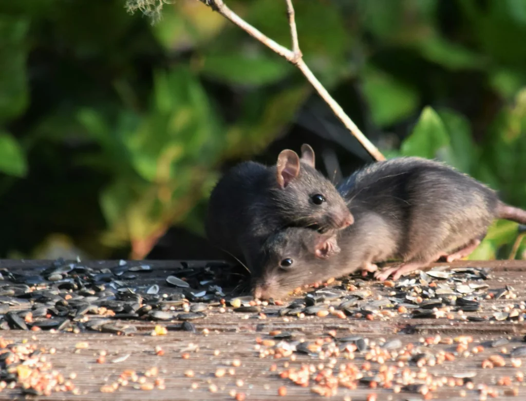 Rodent-Removal - Orangevale Best Pest Pros | Orangevale, CA