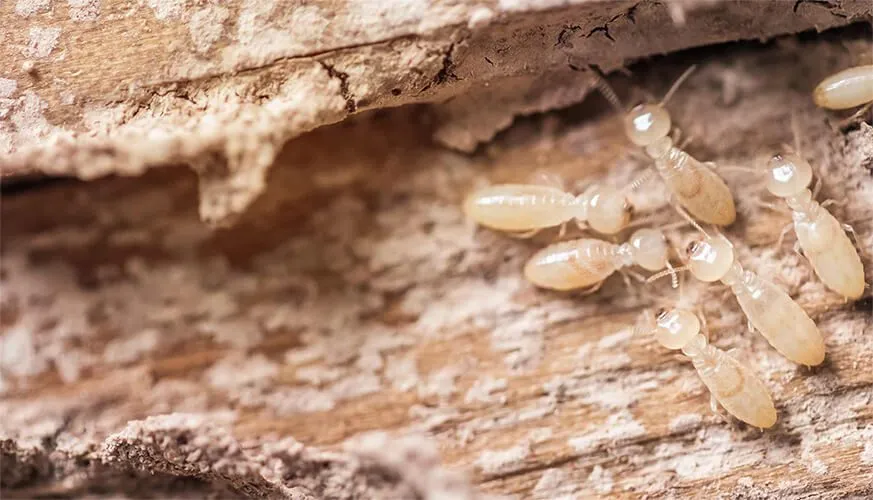 Signs You May Have a Termite Infestation - Orangevale Best Pest Pros | Orangevale, CA