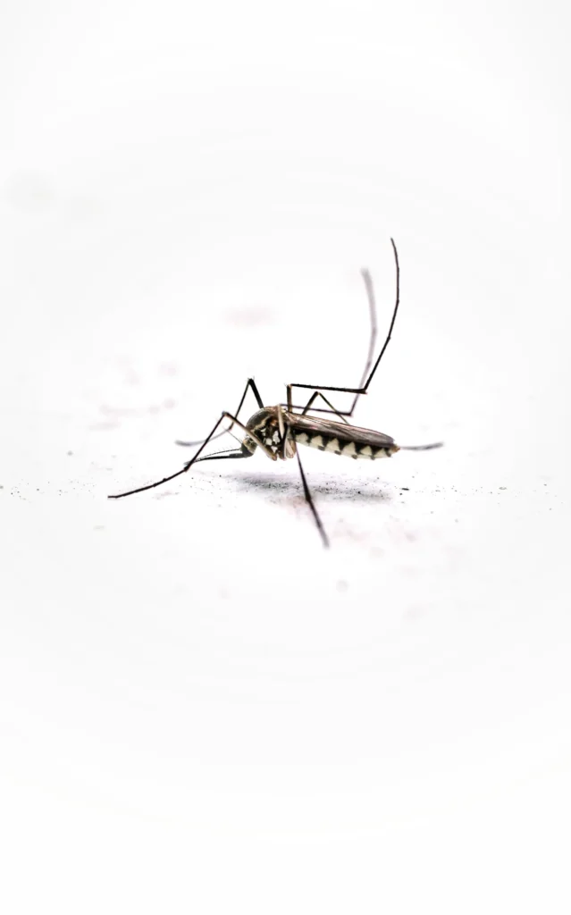 Tired of Mosquitoes Ruining Your Evenings - Orangevale Best Pest Pros | Orangevale, CA