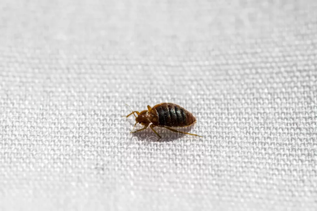 Why Bed Bug Heat Treatments Work Best- Orangevale Best Pest Pros | Orangevale, CA