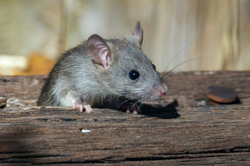 Why-Choose-Our-Rodent-Exterminators - Orangevale Best Pest Pros | Orangevale, CA